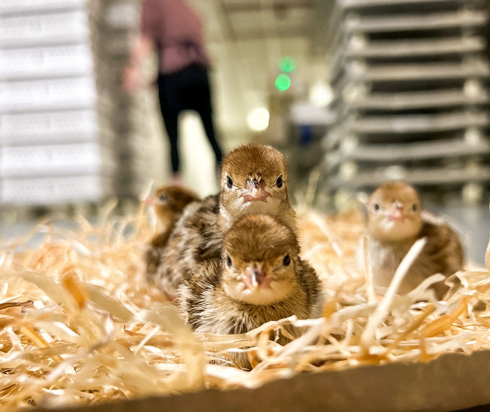 Tiny wings big beginnings first partridge chicks hatch at bettws hall