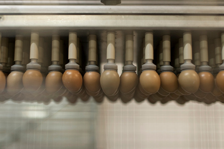 The art of transferring part 4 egg to peg to plate series