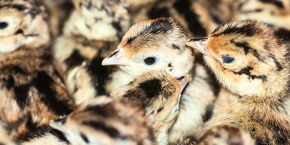 The first hatch