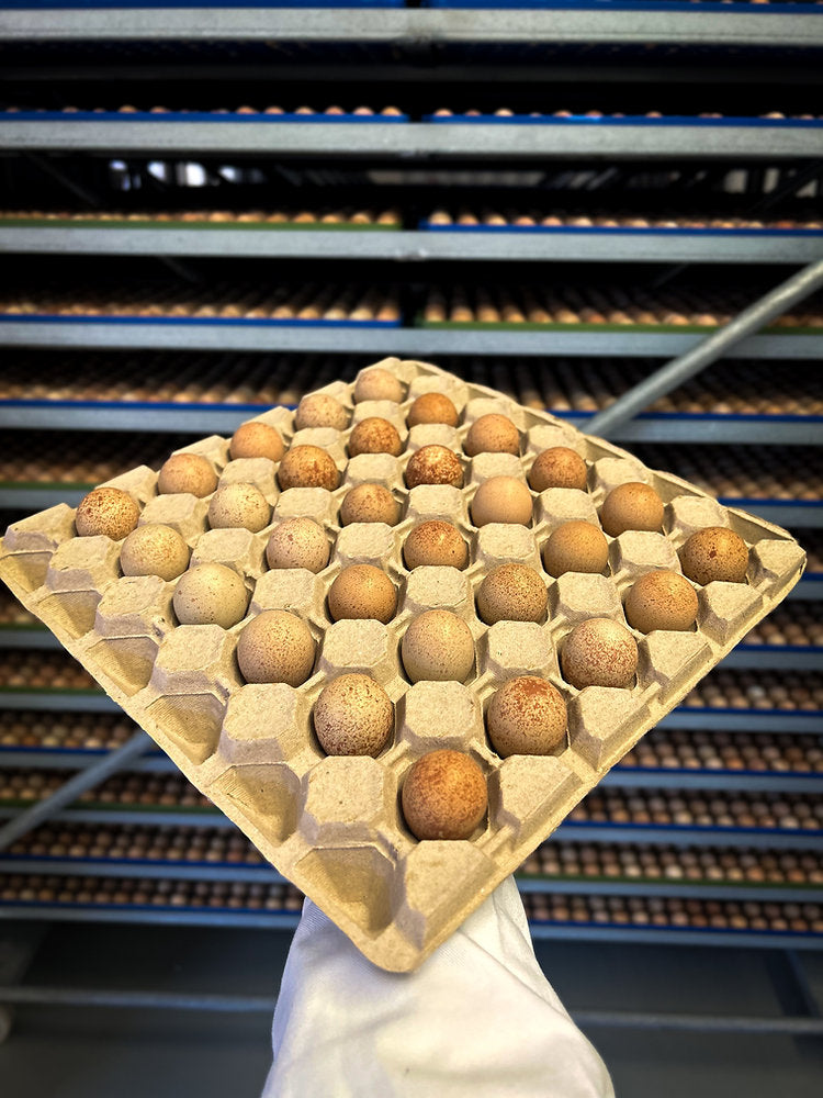 The promise of partridge hatchery buzzes as first eggs are set