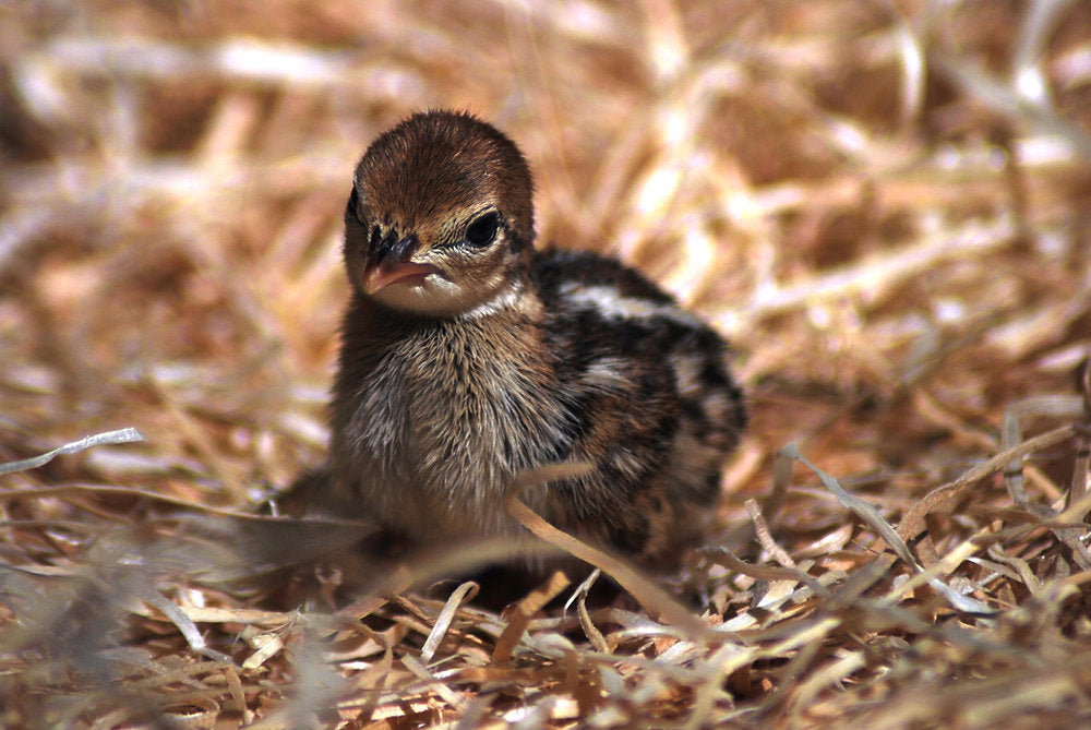The art of hatching quality chicks
