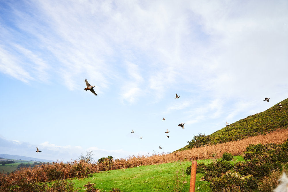 Let the partridge season commence