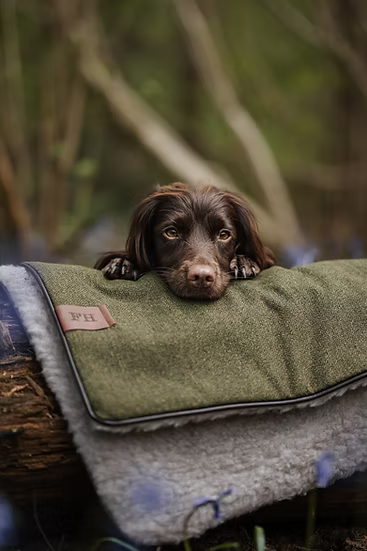 Finn Harrington Luxury Dog Blankets