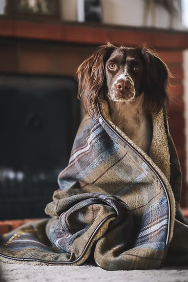 Finn Harrington Luxury Dog Blankets