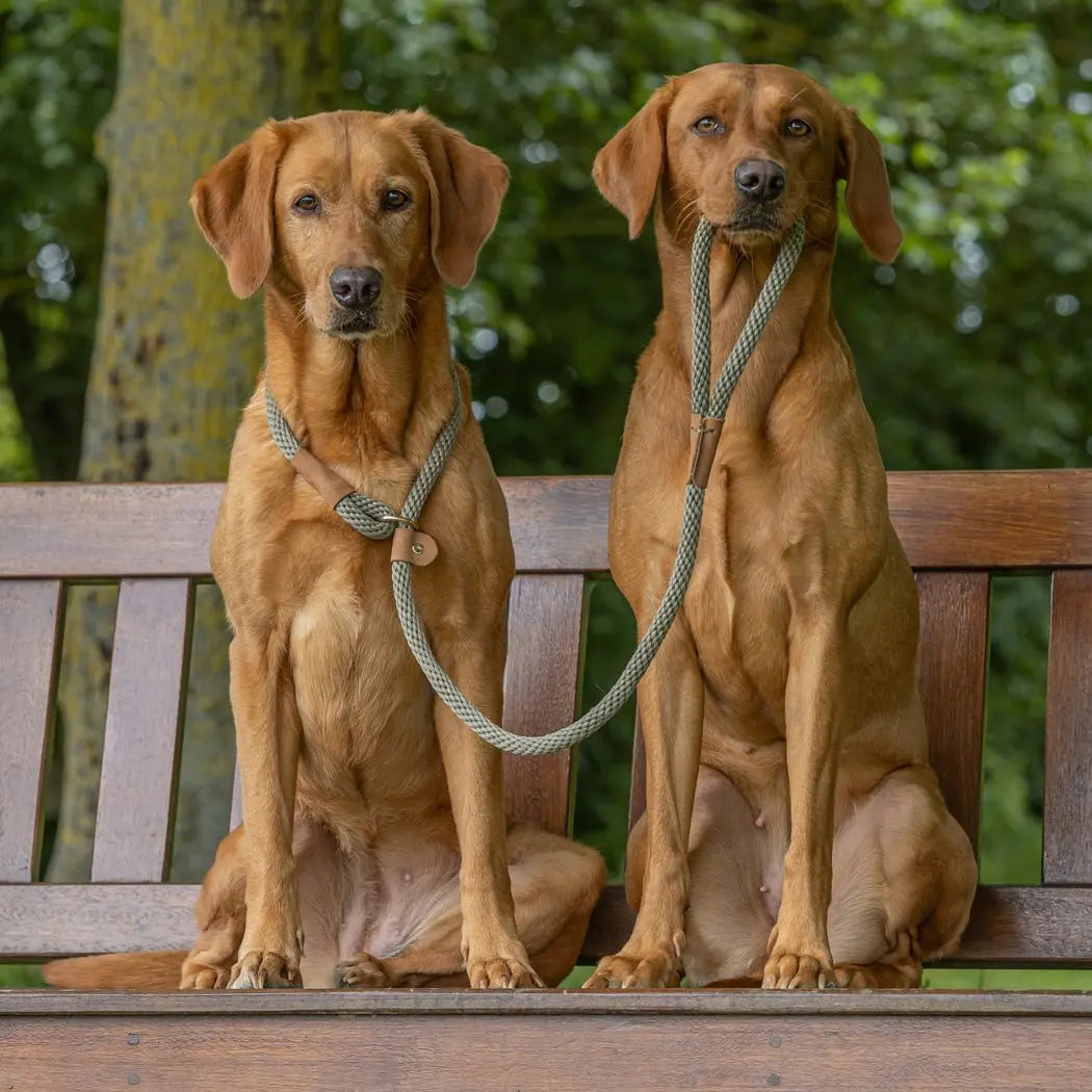 Ruff & Tumble Thick Slip Dog Lead